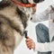 Woman combing hair of her furry Siberian Husky dog