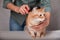 Woman combing a red striped cat. Red cat relaxes when brushing. The concept of pet care