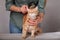 Woman combing a red striped cat. Red cat relaxes when brushing. The concept of pet care