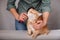 Woman combing a red striped cat. Red cat relaxes when brushing. The concept of pet care