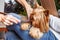 Woman combing Yorkshire Terrie dog