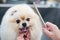 A woman combs a cute Pomeranian after a haircut. Spitz dog in the grooming salon.