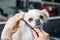 A woman combs a cute shorthair chihuahua in a grooming salon.