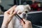 A woman combs a cute shorthair chihuahua in a grooming salon.