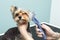 Woman combs the dog with a Yorkshire terrier brush in the beauty salon for animals.