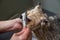 A woman combs the muzzle of a cute Pomeranian dog in a grooming salon.