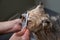 A woman combs the muzzle of a cute Pomeranian dog in a grooming salon.