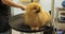 A woman combs the muzzle of a cute wet Pomeranian dog in a grooming salon.