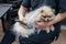 A woman combs out the fluff of a cute spitz after a haircut. Spitz dog in a grooming salon.