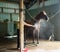 Woman Cooling Down Chestnut Horse in a Barn