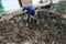 A woman in the countryside chooses manure from the pit early spring to the city.