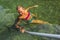 Woman  covered with fish peeling at the Voulagmeni thermal lake, Greece