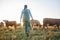 Woman, cow farm and walking in countryside on a grass field at sunset with farmer and cattle. Female person, back and