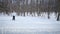 Woman Cross-Country Skiing Alone in Nature