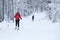 Woman cross-country skiing in the snowy forest