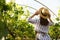 Woman among cultivated grape plants in greenhouse