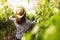 Woman among cultivated grape plants in greenhouse