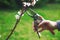 Woman cut a blooming branch of apricot tree with pruning scissors