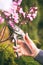 Woman cut a blooming branch of cherry tree with pruning scissors