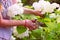 Woman cut a bouquet of flowers white hydrangeas