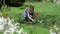 Woman cut tulip garden