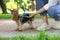 Woman with cute dog taking waste bag from holder in park