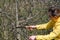 A woman cuts extra and thin branches on an apple tree with a hand saw