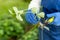 Woman cuts runner from the strawberry plant and prepares for planting