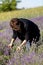 A woman cuts sickle lavender flowers in the middle of a lavender field . Ostrow near Cracow,