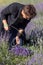 A woman cuts sickle lavender flowers in the middle of a lavender field . Ostrow near Cracow, Poland