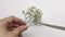 Woman cuts a twig with lots of small white flowers with scissors.