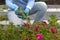 Woman cuts a wild climber roses with pruning shears