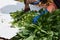 Woman cuts wild nettles for feeding hens. vitamins for livestock.