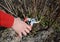 Woman cutting blackcurrant bush with bypass secateurs