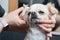 Woman cutting cute shorthair chihuahua dog in grooming salon.