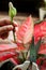 Woman cutting flower of aglaonema houseplant