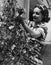 Woman cutting flowers from vine