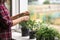 Woman cutting fresh homegrown rosemary on windowsill