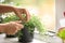 Woman cutting fresh homegrown thyme on windowsill