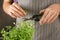 Woman cutting fresh oregano, closeup