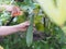 Woman cutting luffa acutangular, Cucurbitaceae green vegetable fresh in garden on nature background
