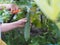 Woman cutting luffa acutangular, Cucurbitaceae green vegetable fresh in garden on nature background