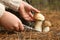 Woman cutting porcini mushroom with knife in forest, closeup