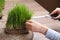 Woman cutting sprouted wheat grass with scissors