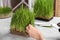 Woman cutting sprouted wheat grass with scissors at table