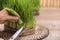 Woman cutting sprouted wheat grass with scissors at table, closeup