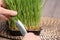 Woman cutting sprouted wheat grass with scissors at table, closeup