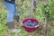 Woman Cutting White Grapes from Vines in bordeaux vineyards