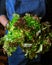 Woman in dark blue apron holding lettuce heads, closeup view