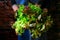 Woman in dark blue apron holding lettuce heads standing against old brick wall